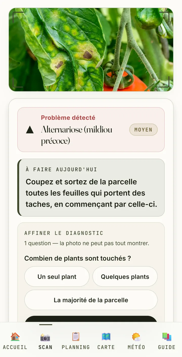 Écran de résultat de l'application : la photo de la feuille, « Problème détecté : Alternariose (mildiou précoce) », gravité moyenne, puis « À faire aujourd'hui : Coupez et sortez de la parcelle toutes les feuilles qui portent des taches, en commençant par celle-ci ».