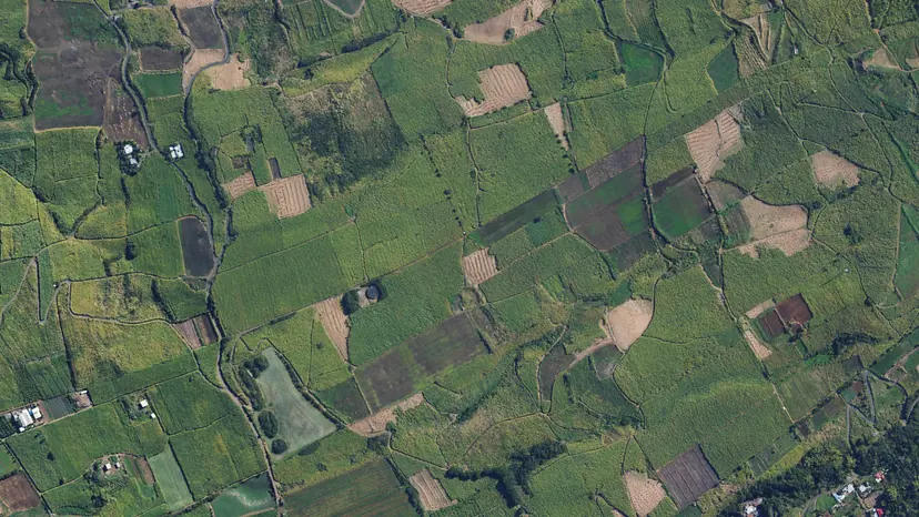 Damier de parcelles cultivées, hauts de Saint-Leu