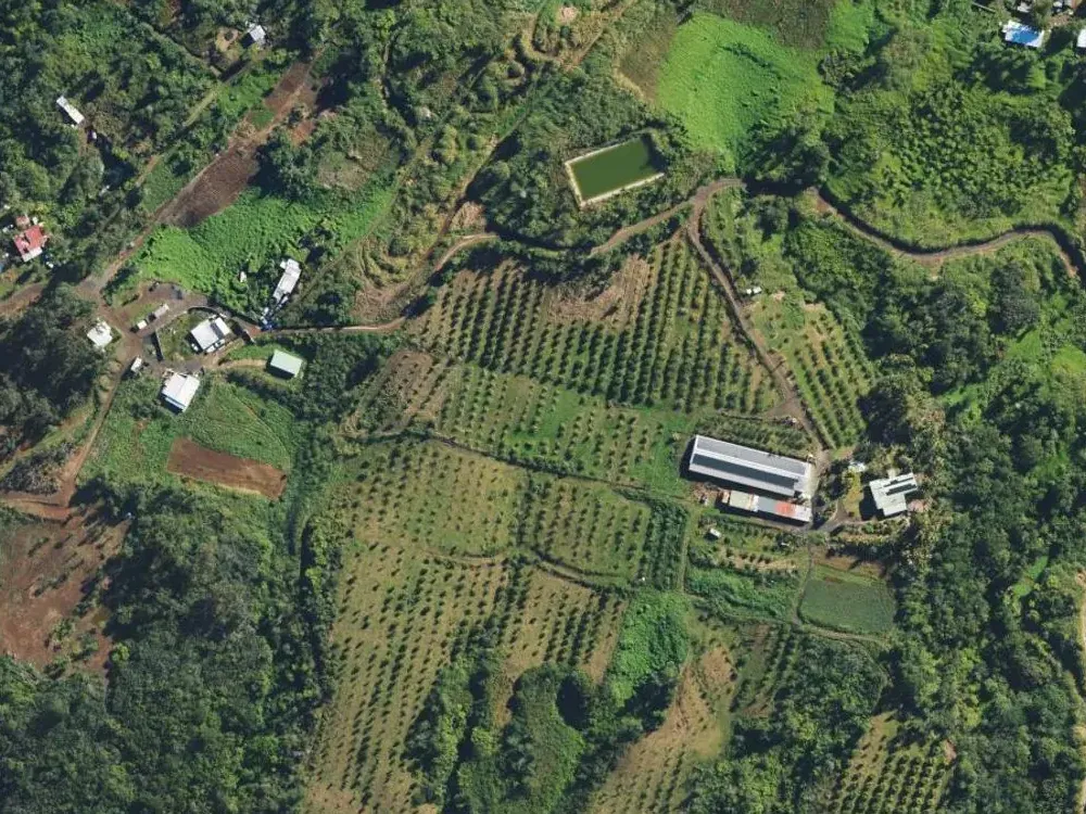 Vue aérienne d'un verger planté en rangs dans les hauts de Saint-Joseph, à côté de serres. Le contour d'une parcelle d'exemple est tracé, et son indice de vigueur posé en carrés de 10 mètres ; une zone plus faible est entourée dans sa partie haute.